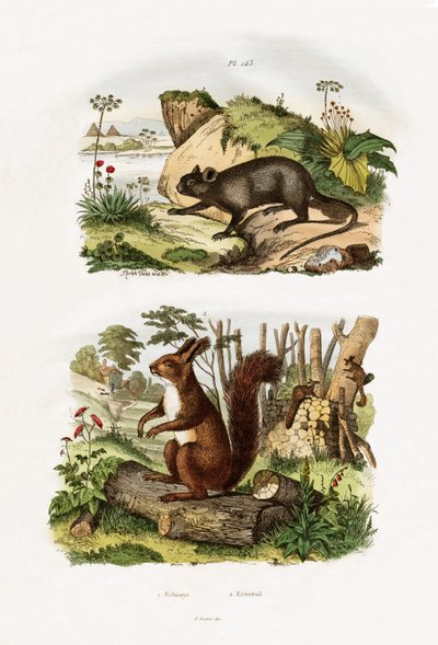 Tree Rat by French School